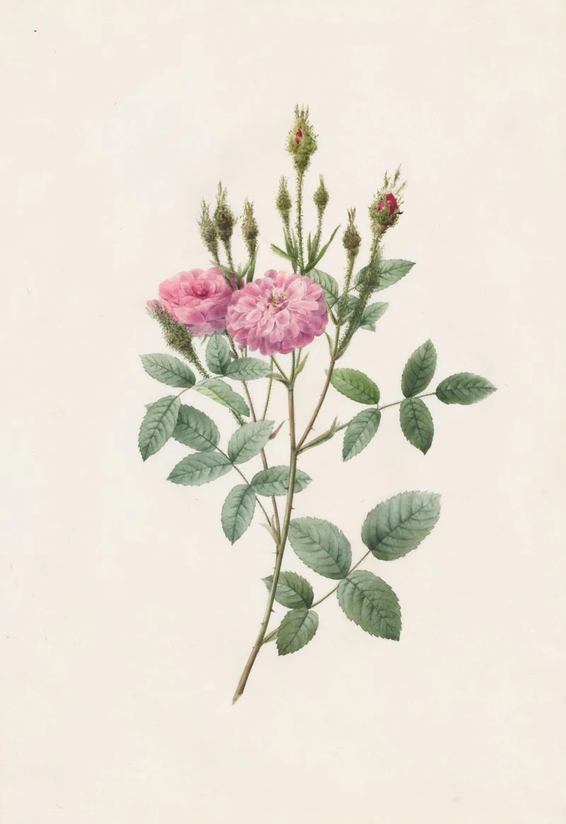 Rosa Pomponiana Muscosa - Cleveland Museum of Art